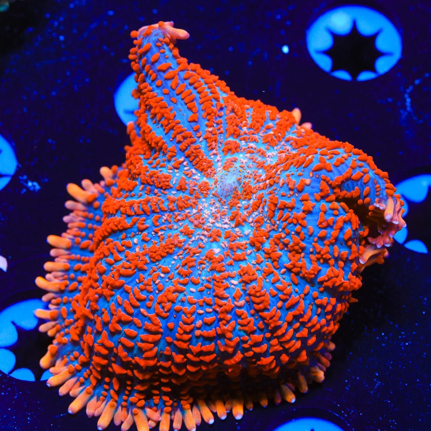 Bleeding Rhodactis Mushroom Coral