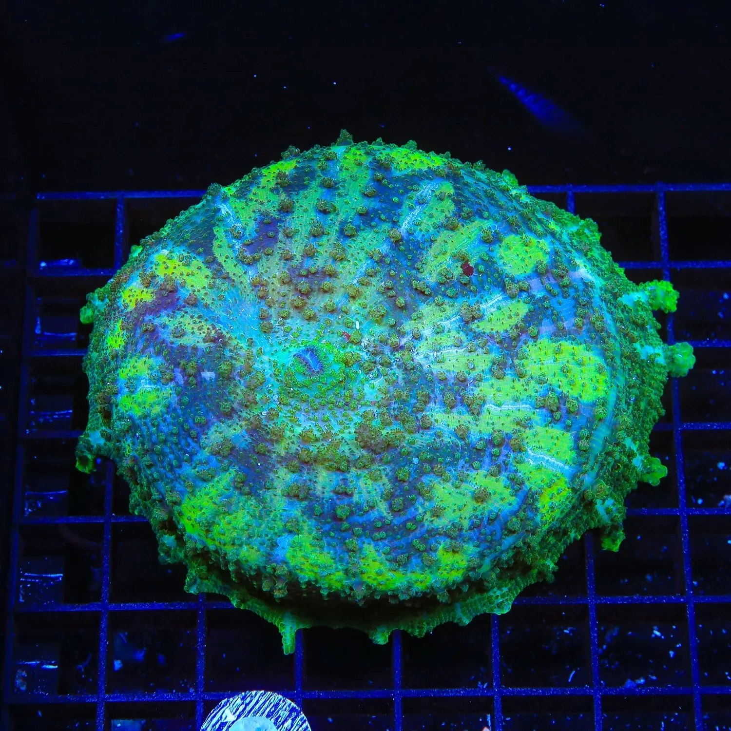 Camo XXLarge Umbrella Mushroom Coral