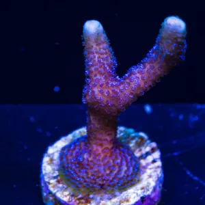 ORA German Blue Digitata Montipora Coral