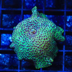 Purple Spot Mushroom Coral