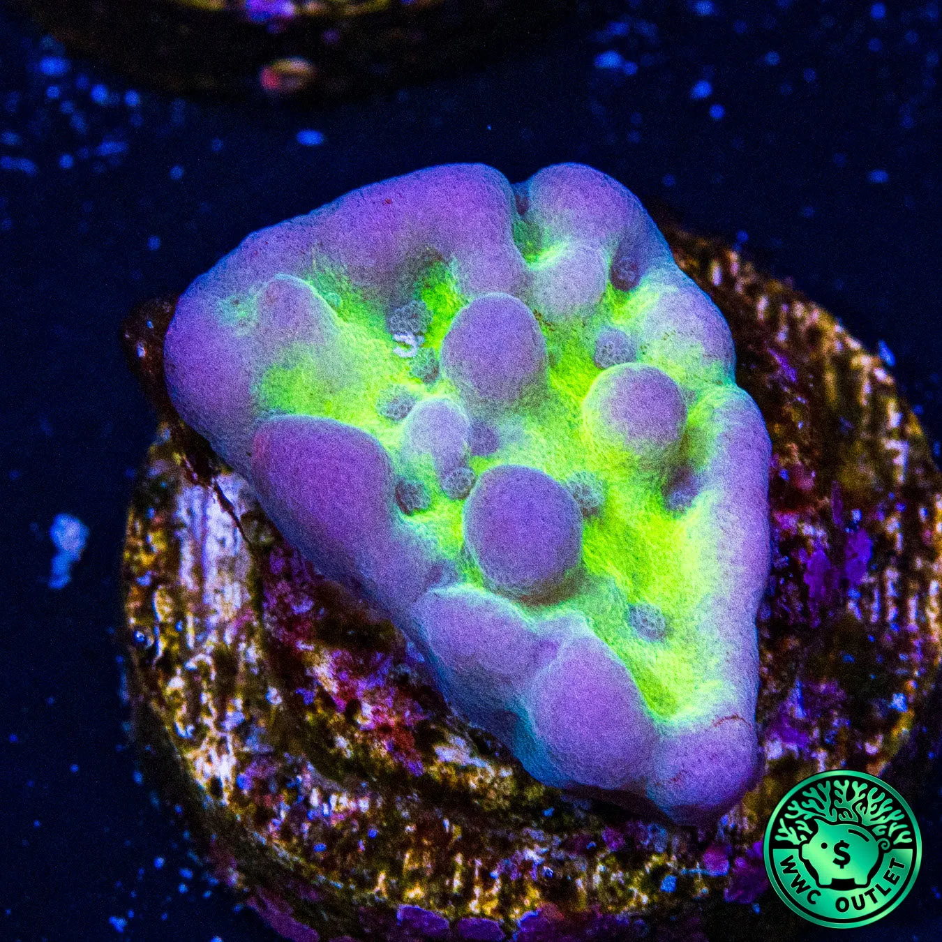 WWC Lucky Charms Montipora Coral